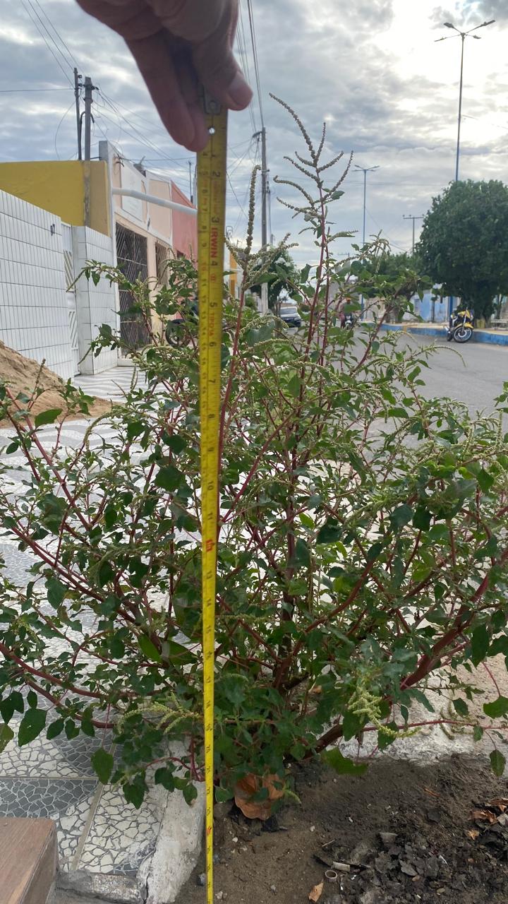 Capim alto, lixo e animais soltos preocupam moradores do Porto de São Pedro